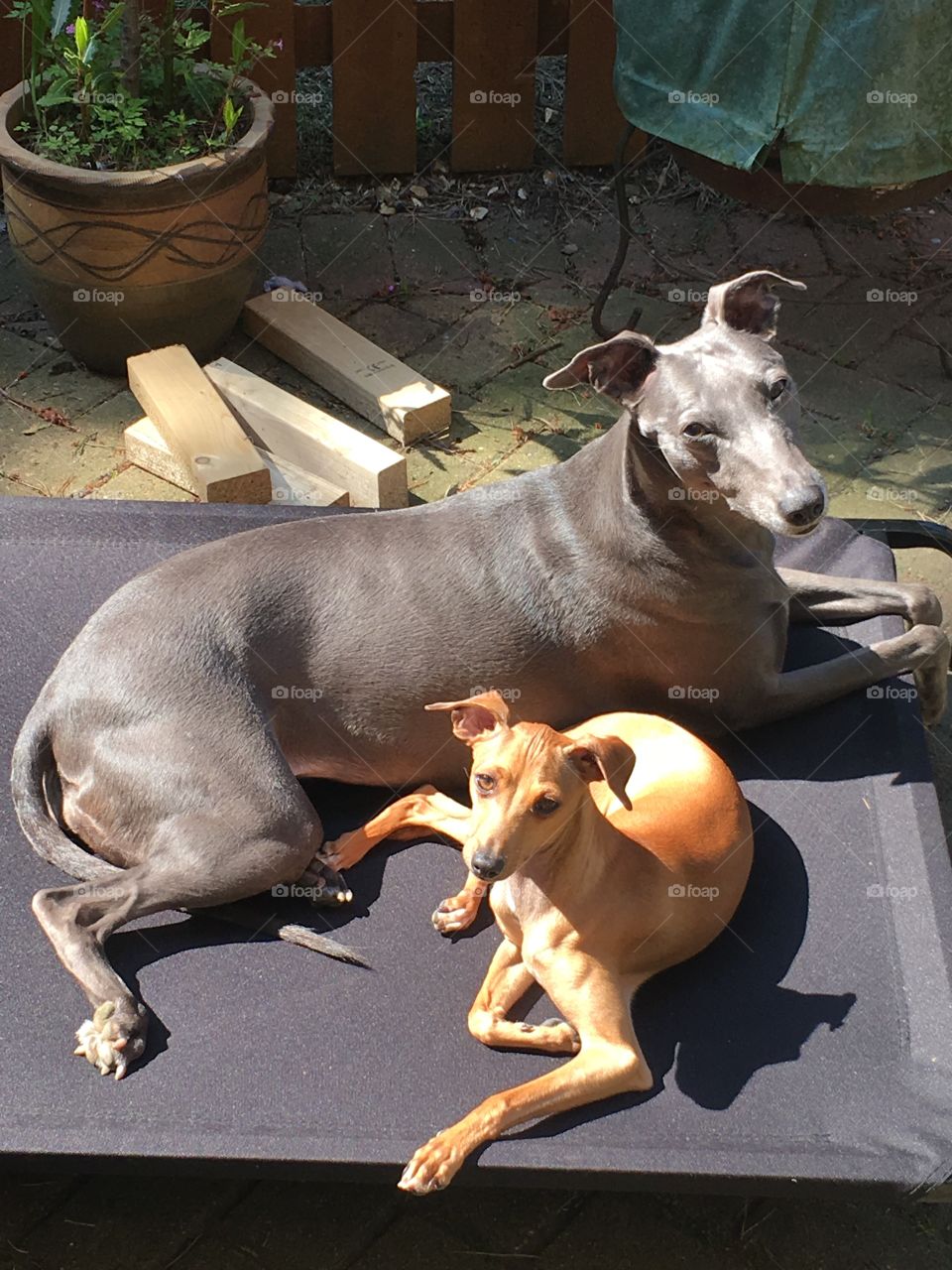 Libby the whippet laid down with Amber the Italian greyhound enjoying the sunshine in the garden