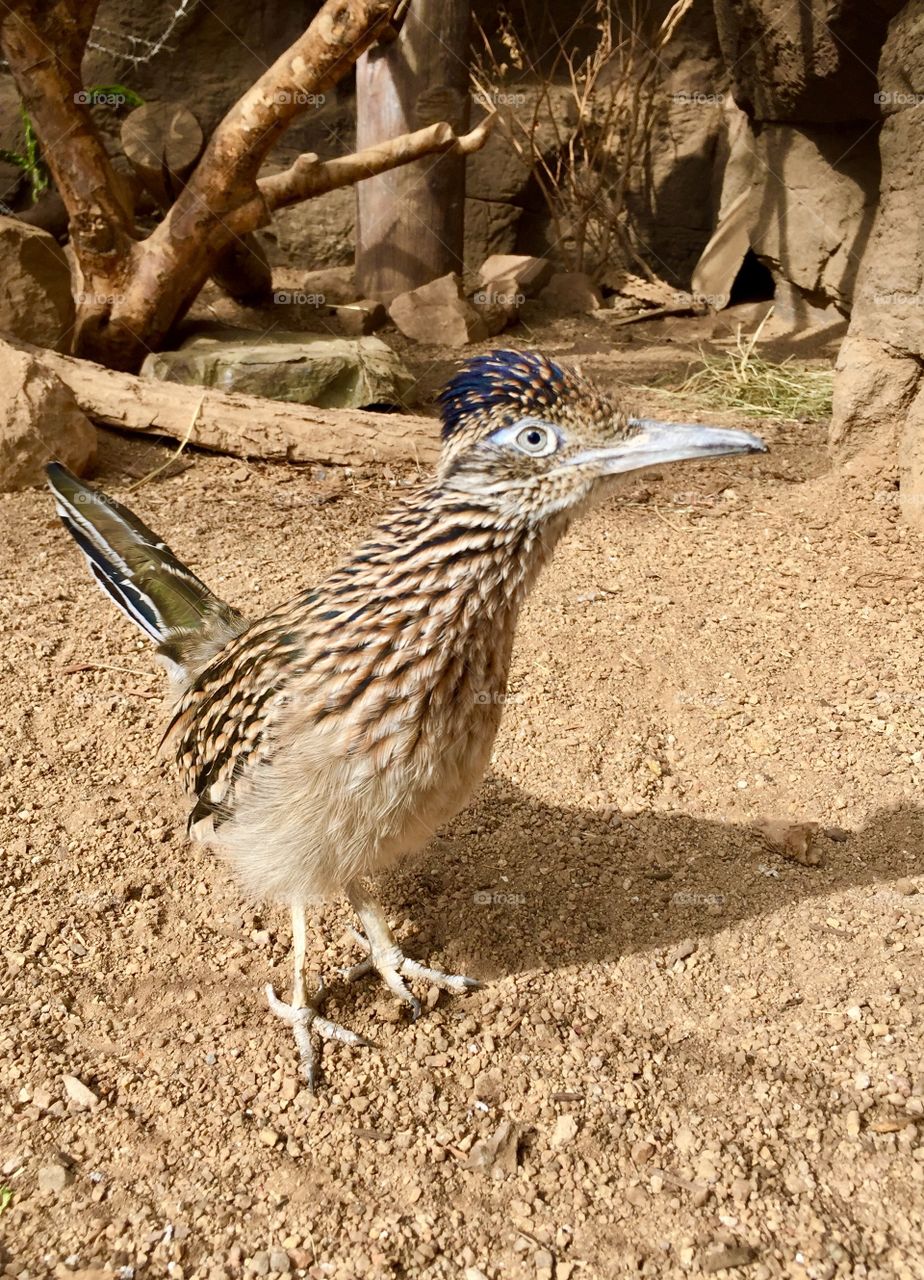 Roadrunner