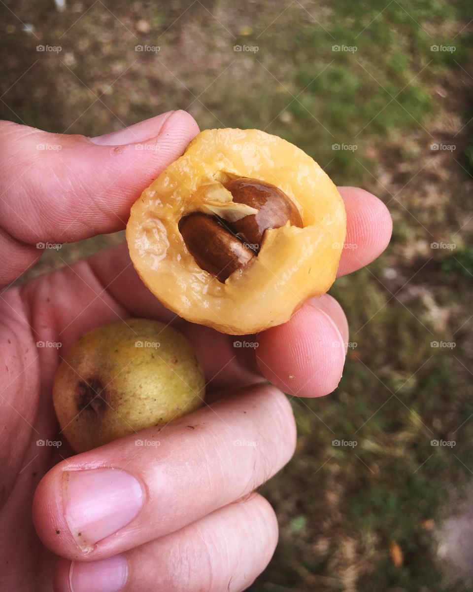 Loquat in the hand