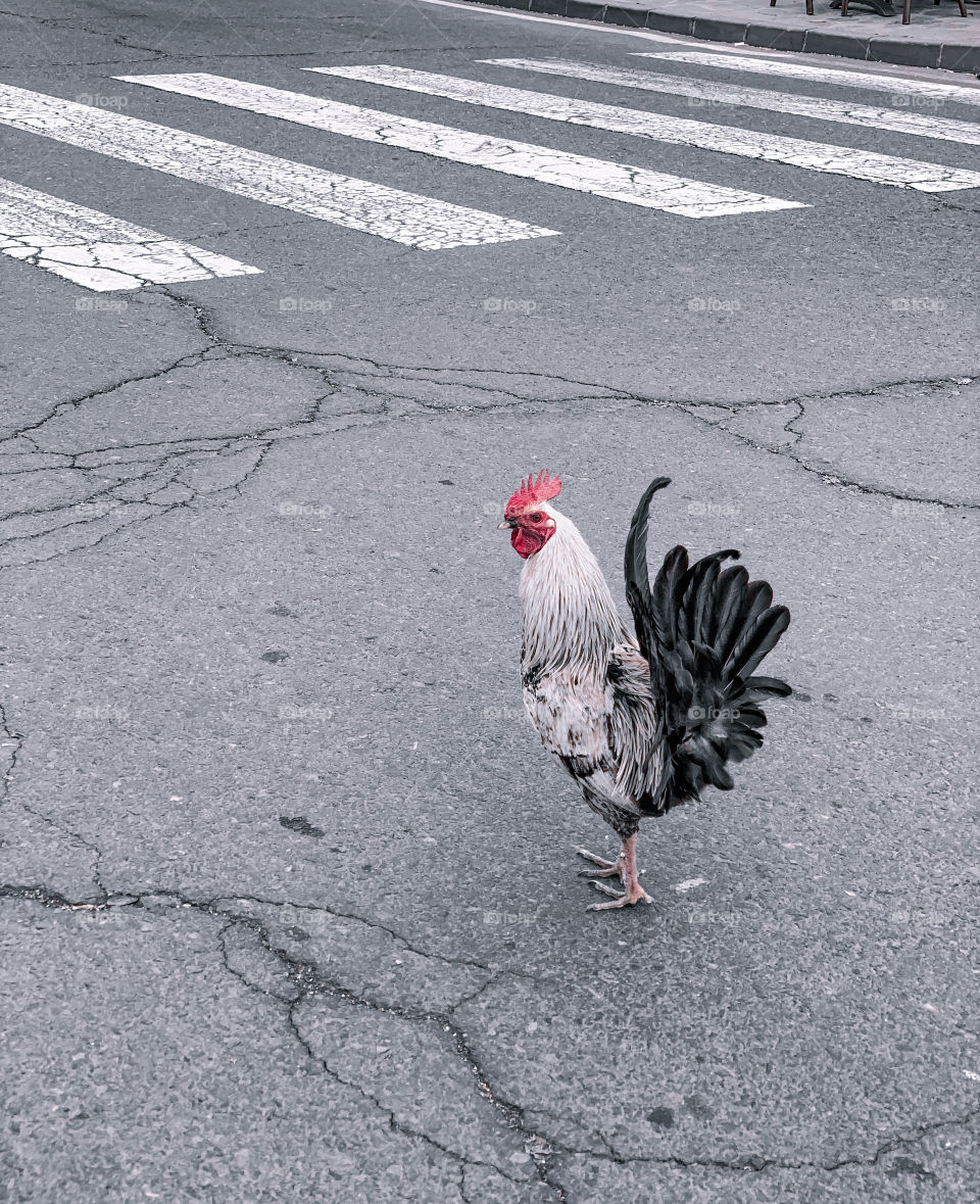 Clase-Up un street of a chicken
