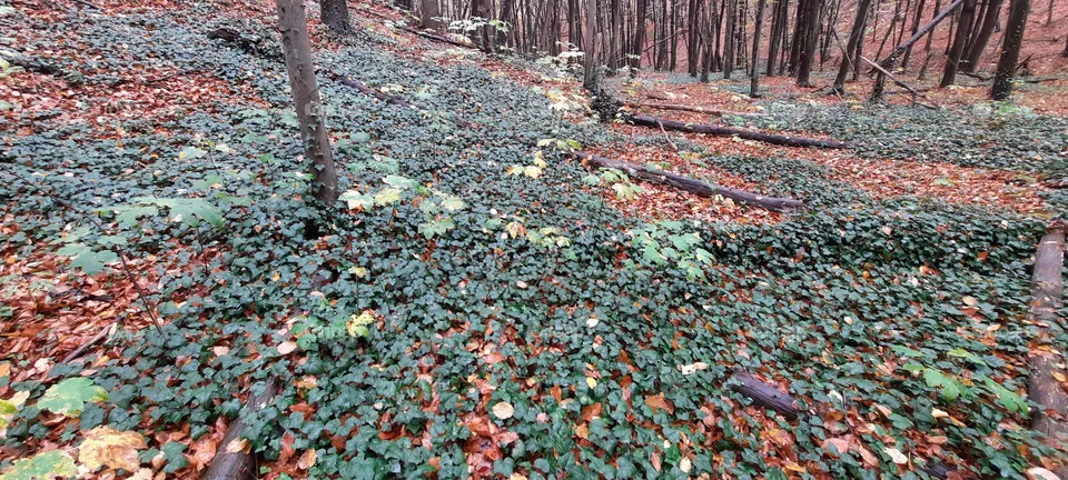 Autumn carpet