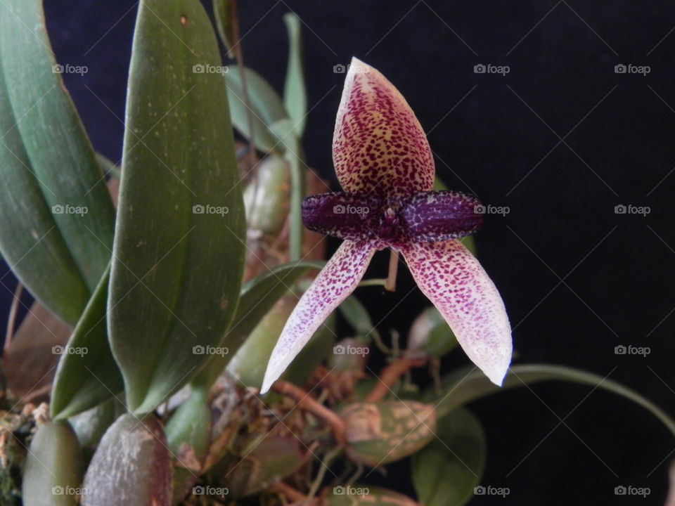Orchid. Bulbophyllum ellasoossum