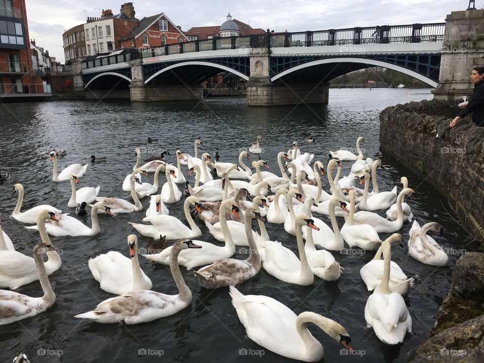 And all the Queen's Swans...
