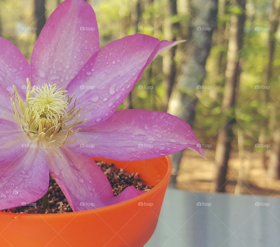 Rain dropplets on petals