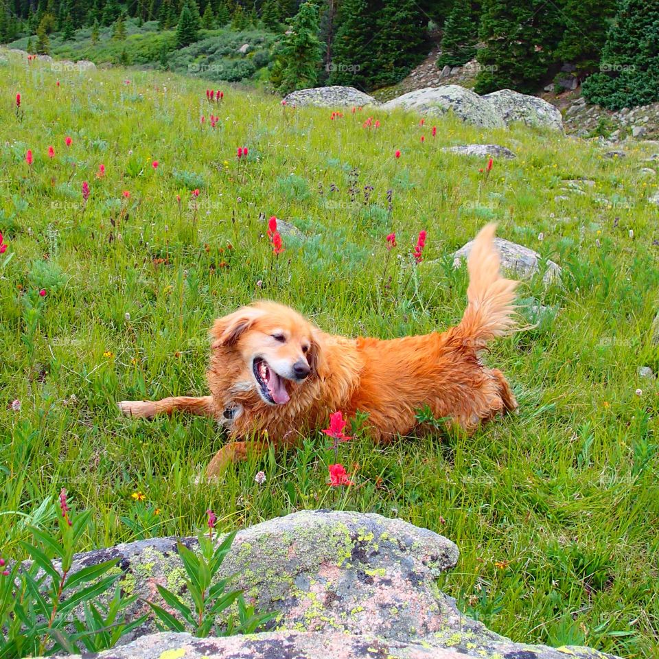 Dog with flowers