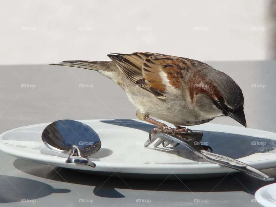 sparrow