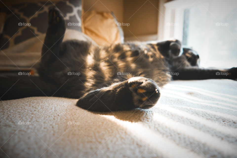 Sleep, Cat, Bed, Mammal, One