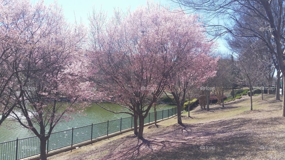 Pretty in Pink Spring in Atlanta