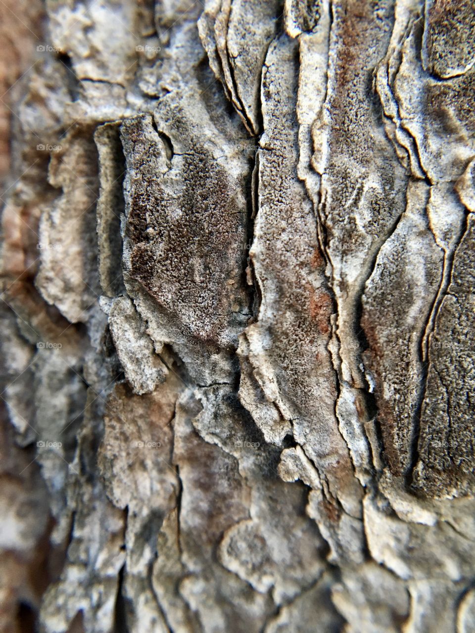 Brown pine bark, macro