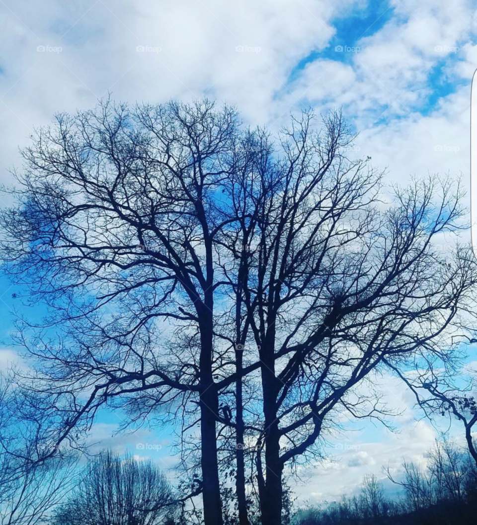 Winter sky's and winter trees.