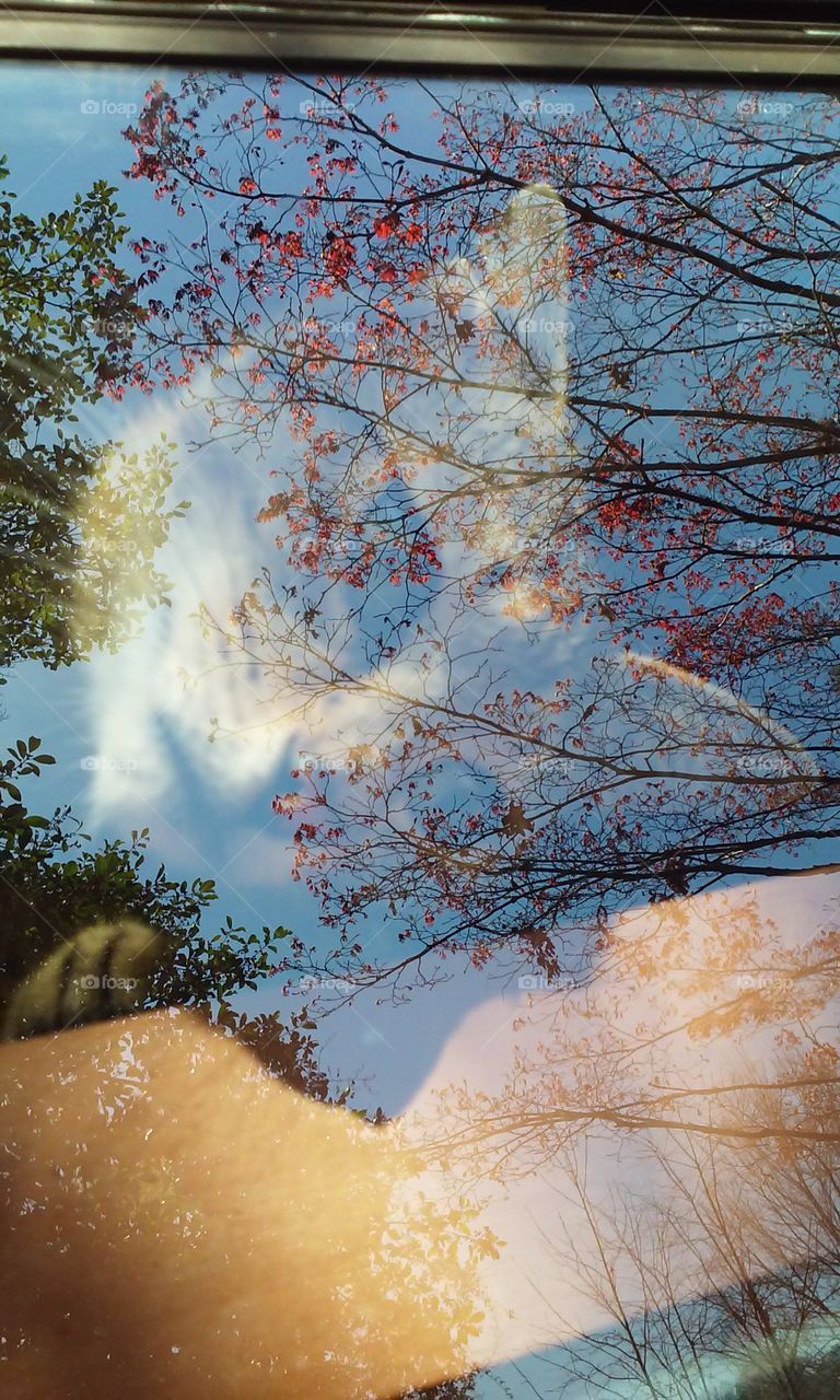 Close-up of cat head seen inside of glass window