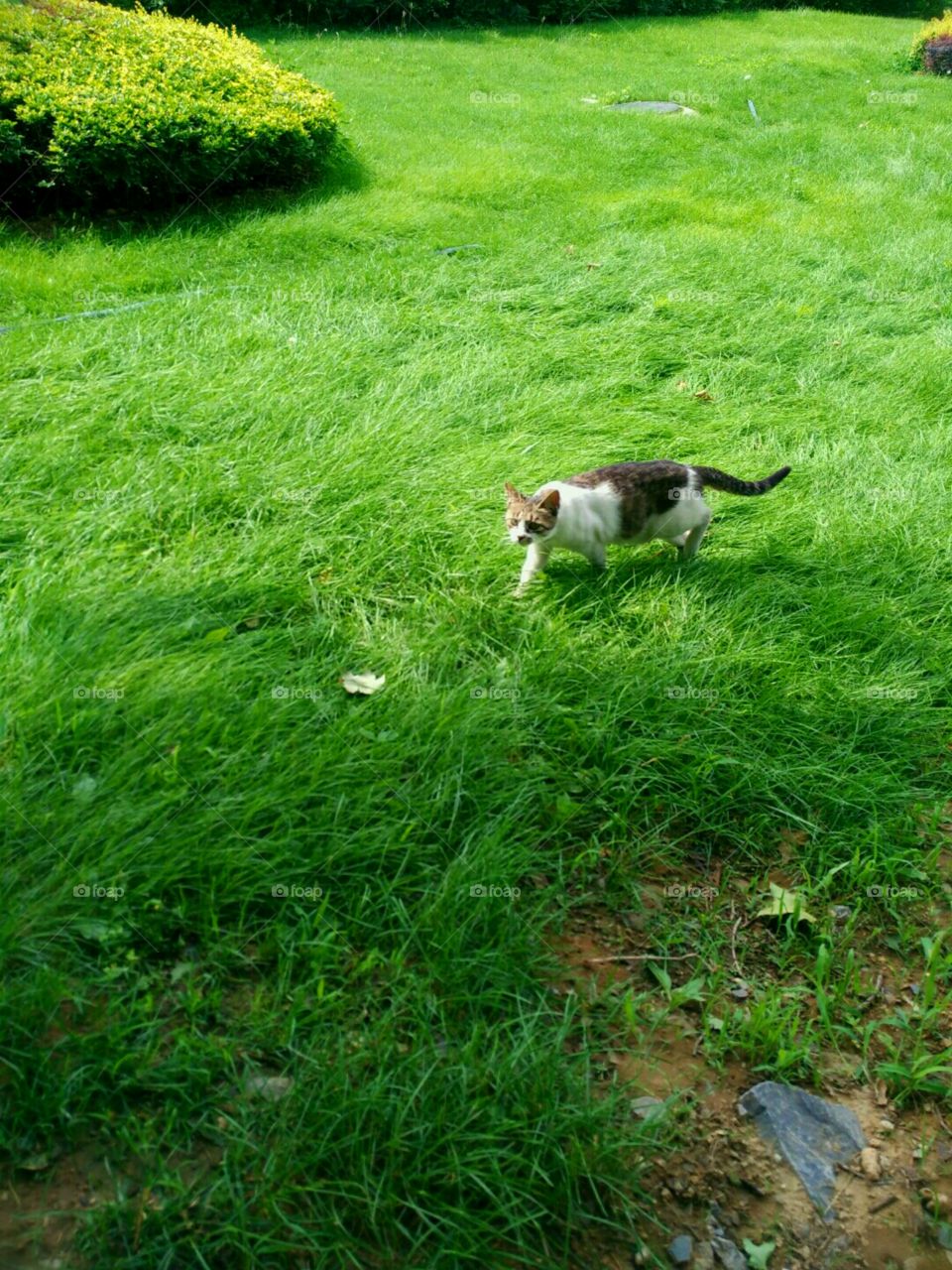 cat in the greenish field
