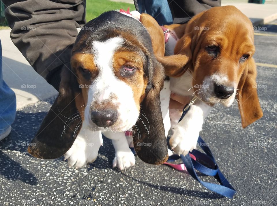 Bassett Hounds