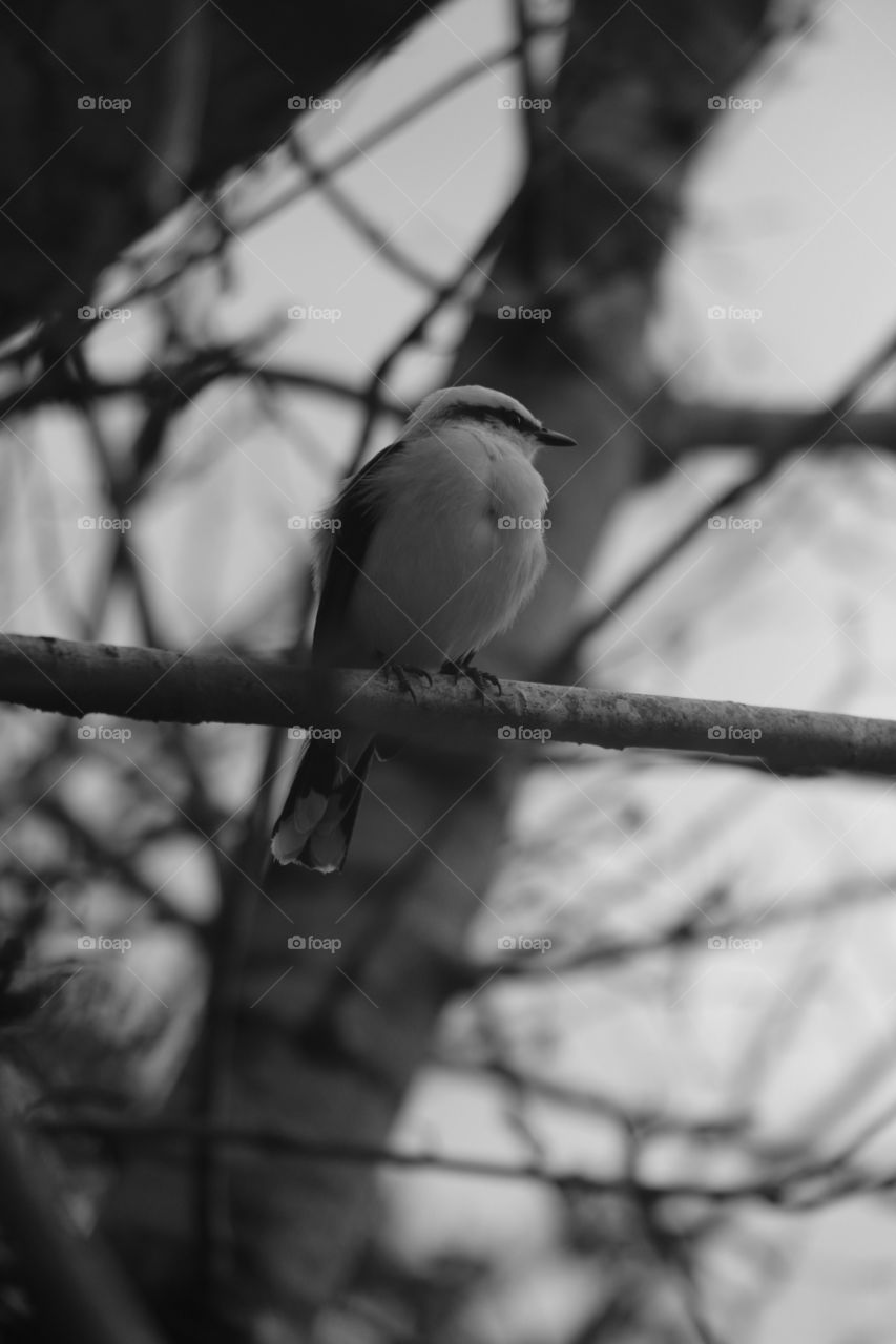 Bird on tree on cloudy day