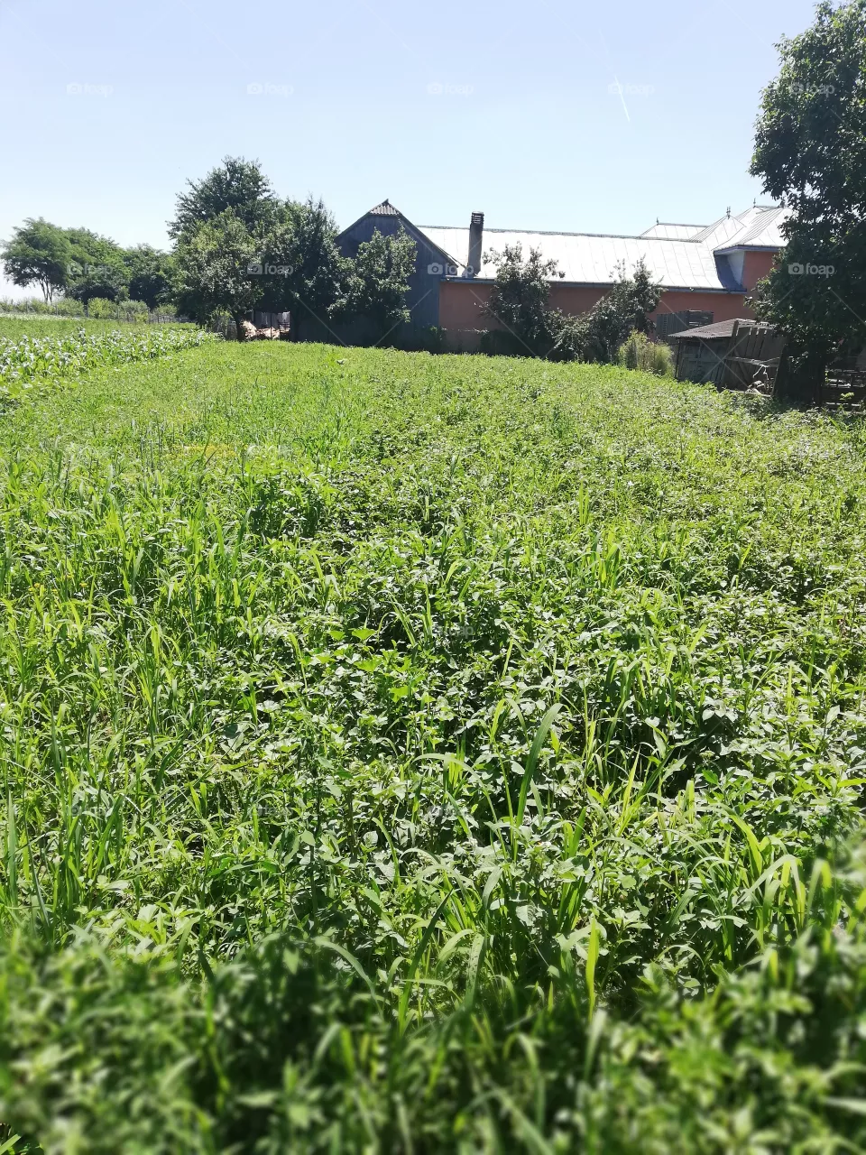 green