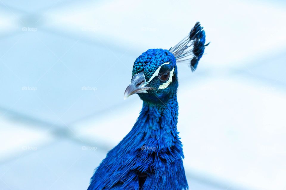 Close-up image of an elegant and colourful Indian peafowl (Pavo cristatus), a beautiful bird native from the Indian subcontinent. Males are usually known as peacocks.