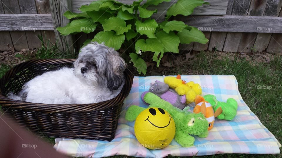 dog outside relaxing in a basket