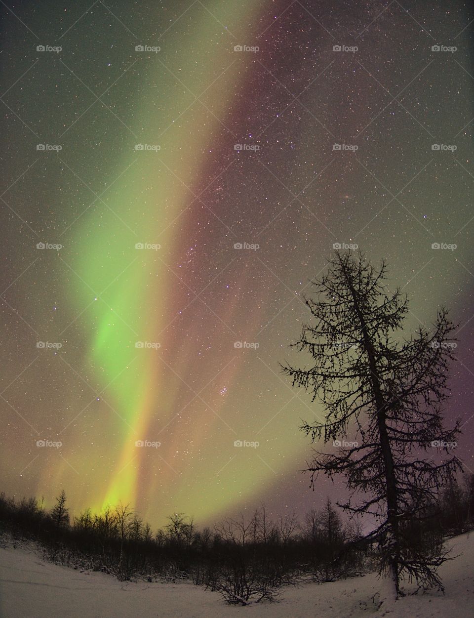 Aurora, night, north, silence, frosty, cold, night walk, winter, Arctic, north, district, color, bright, starry, star, night, dawn, forest, tundra, mystery, mystery.