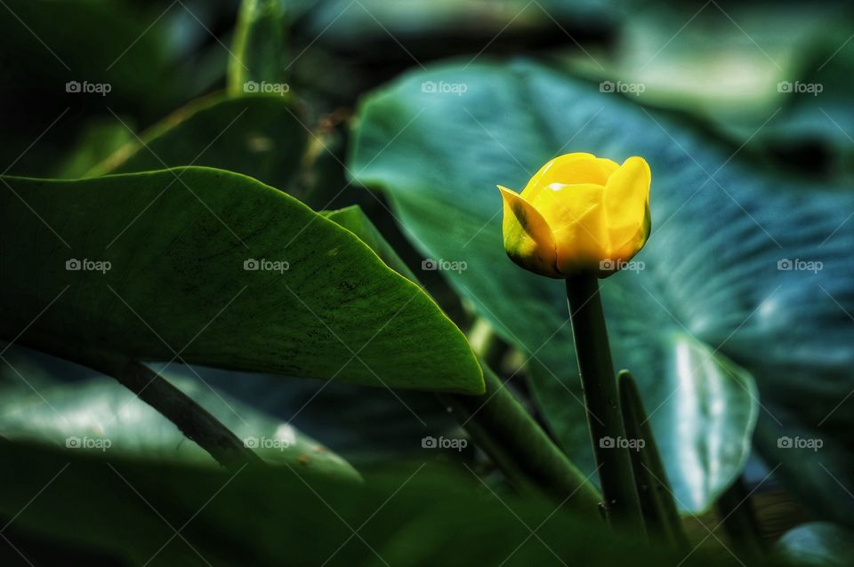 Water yellow lily