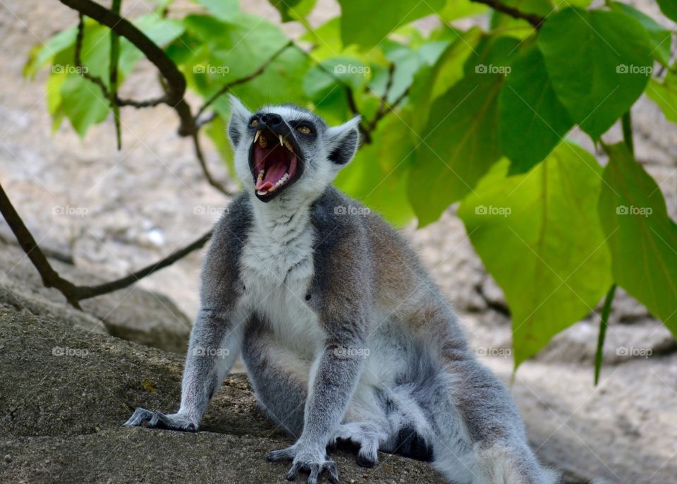 Lemur 