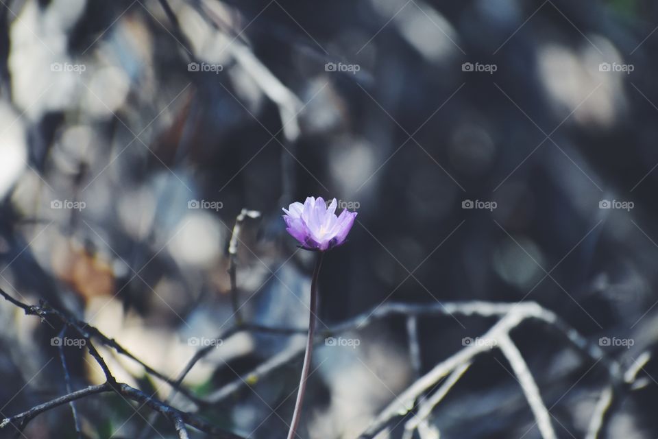 Floral 