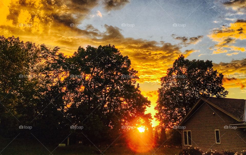 Silhouette of trees during sunset