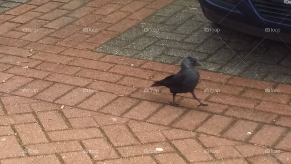 A jackdaw walks down the street