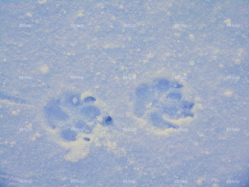 Hundepfotenabdruck im Schnee