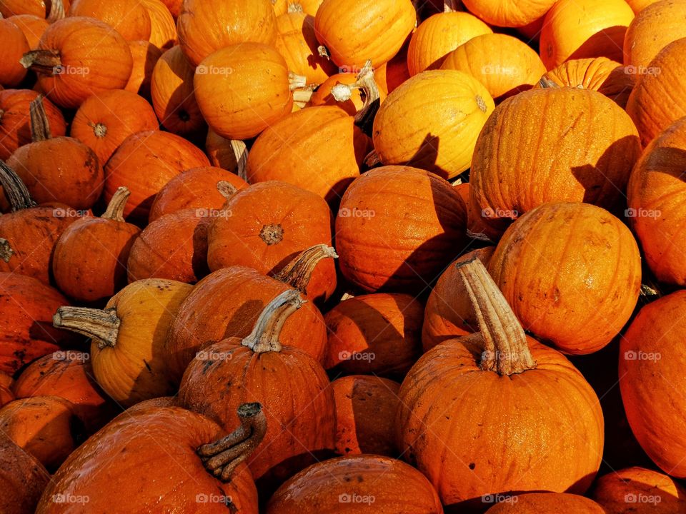 Autumn Pumpkins
