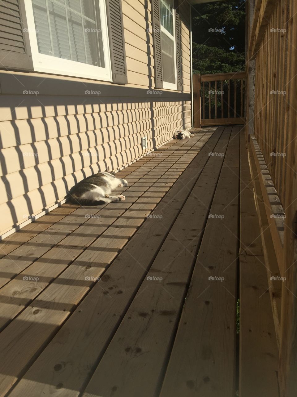 Lazy afternoon on the porch 