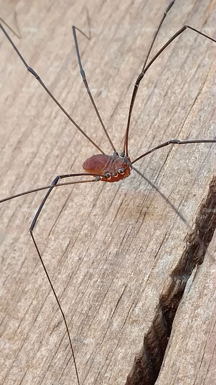 No Person, Nature, Wood, Insect, Closeup