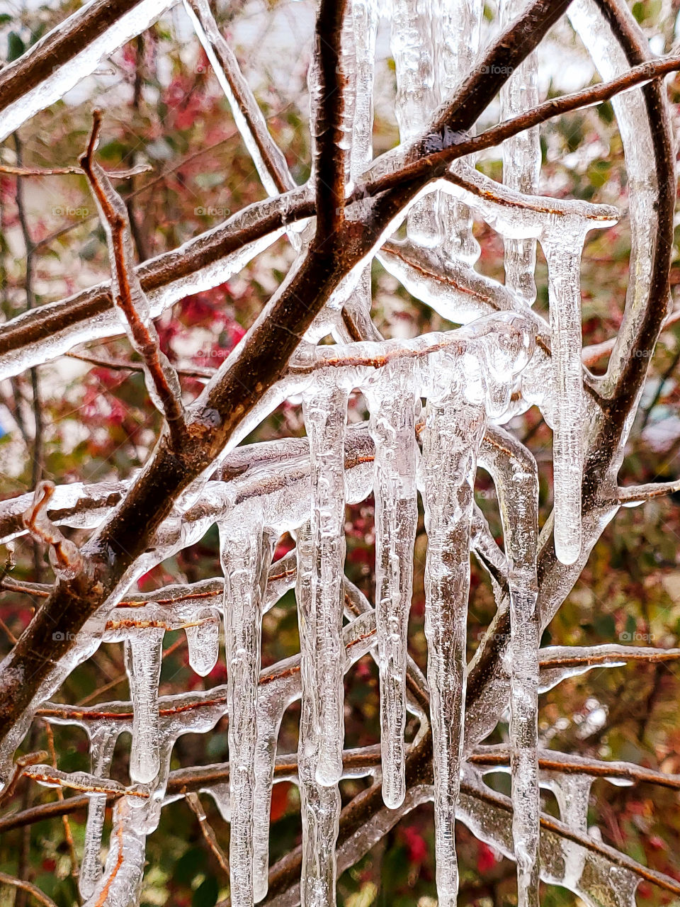 Nature abstract icicle chandelier on small tree with colorful loropetalum shrub in the background.