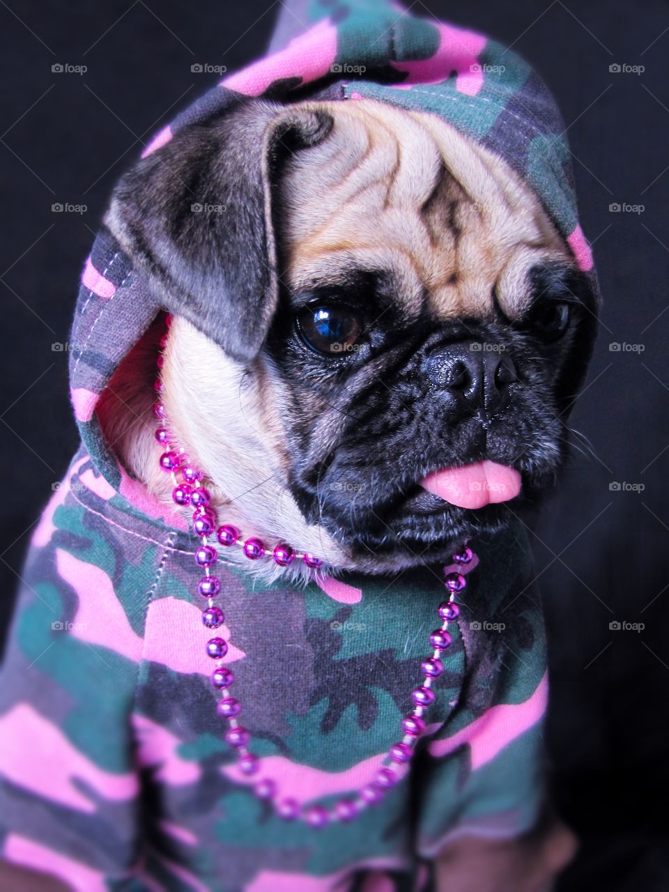Studio shot of pug wearing cloths and necklace