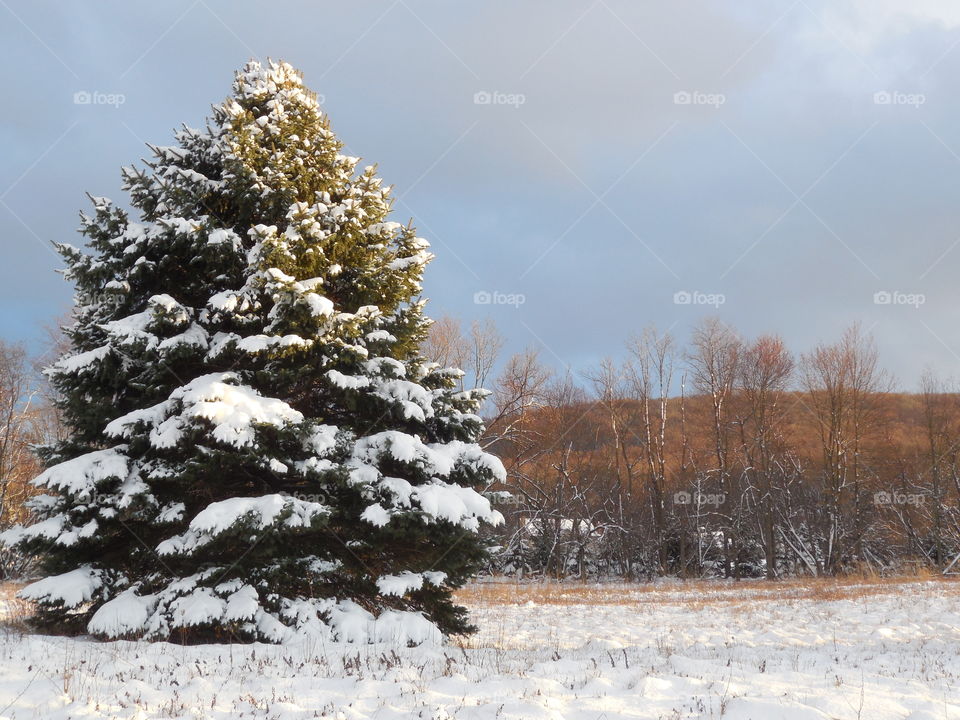 mountain tree pines left side winter scene