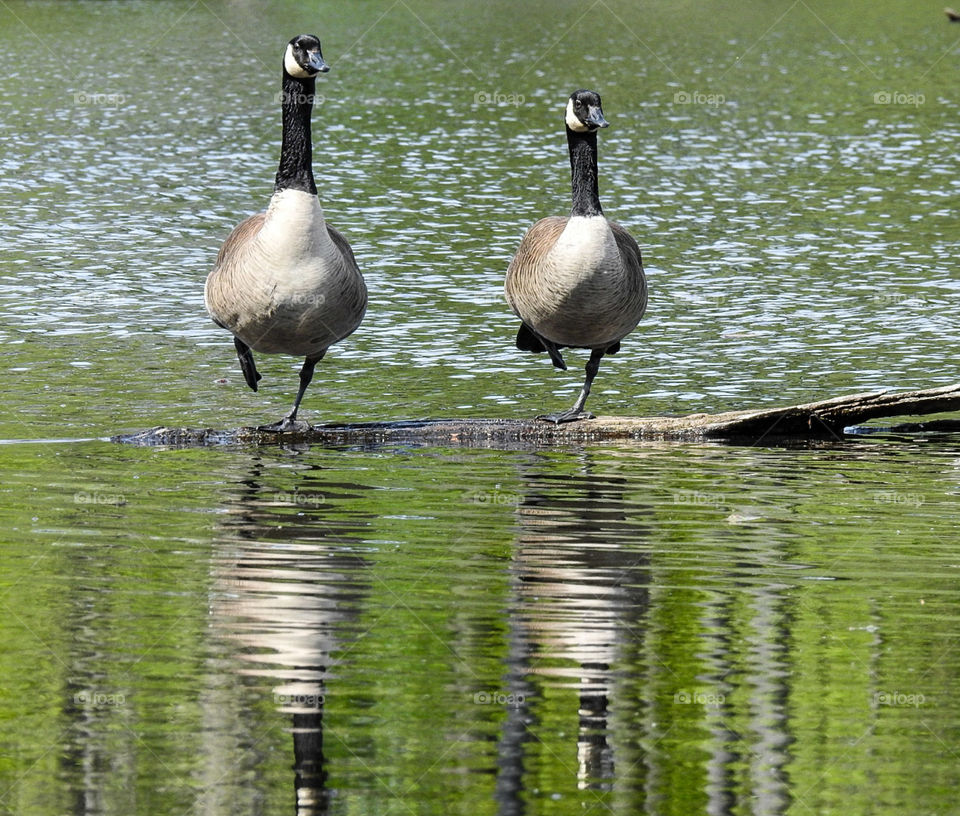 Two Canada geese standing on one leg.. ?practicing tree yoga pose :)