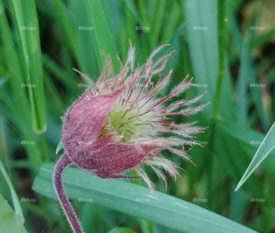 Blüte blühen Gras flower blume