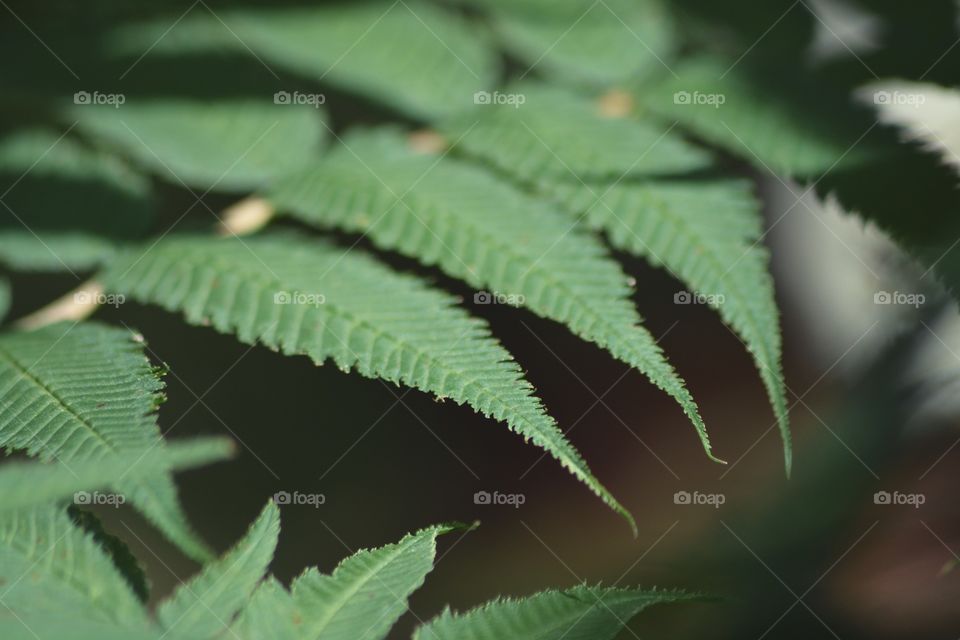 Leaf, Flora, Nature, No Person, Growth