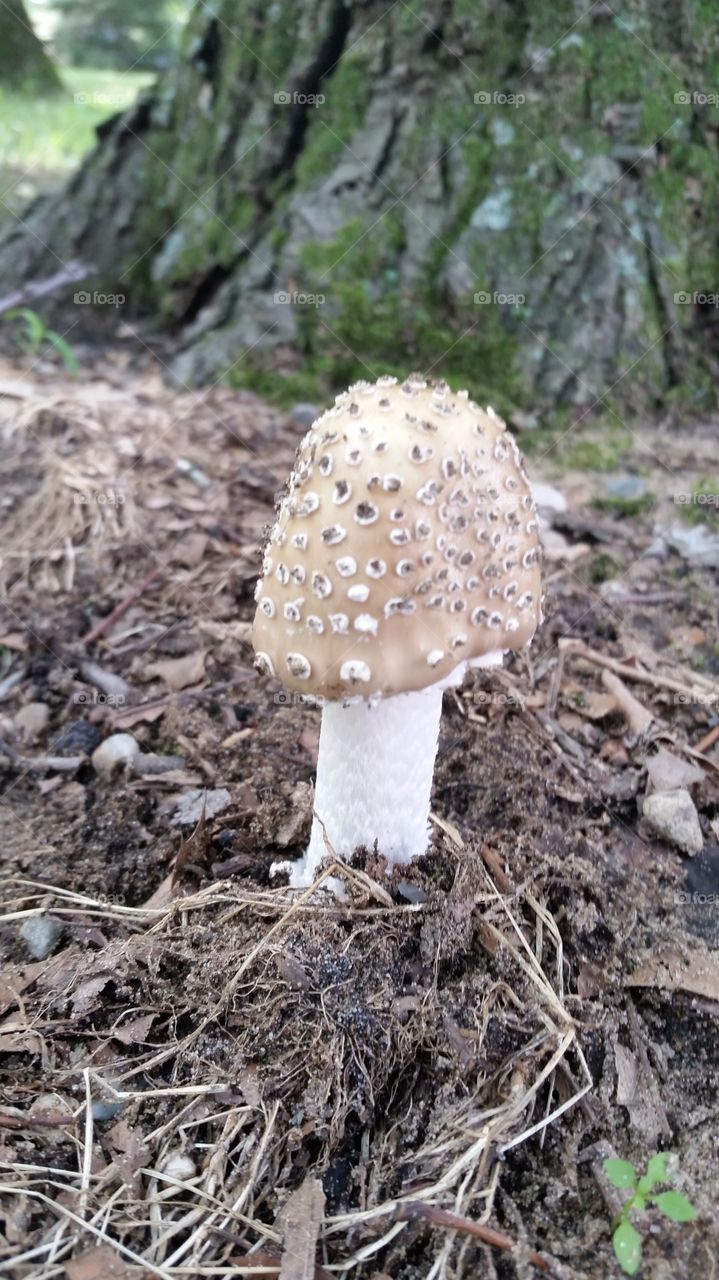 Spotted mushroom in forest