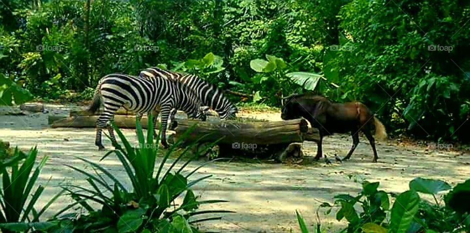 Very rare scene of zebras drinking and another species joining.