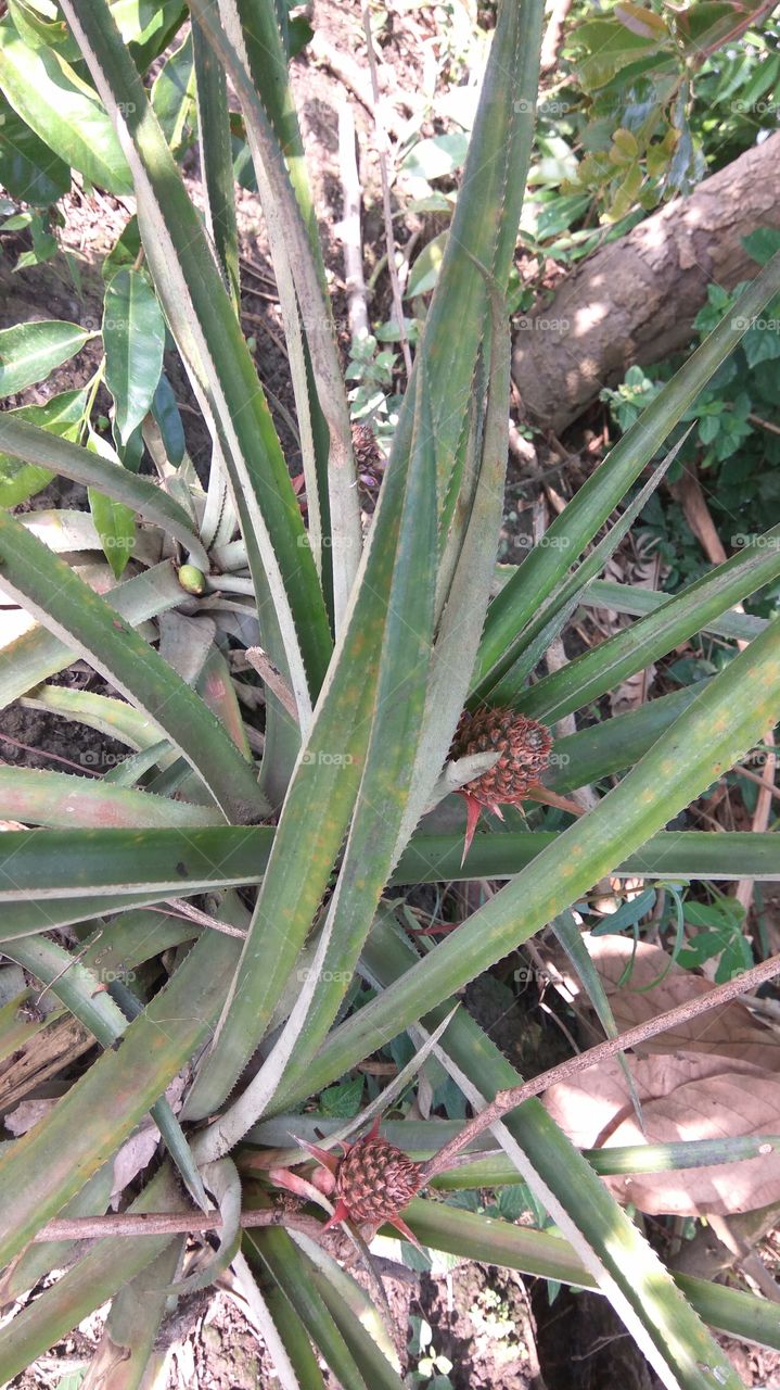 flowering  pineaple