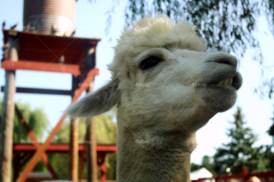 Cute baby alpaca