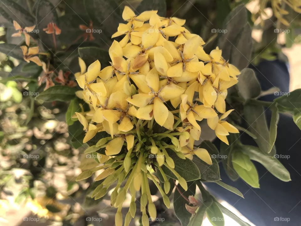 Flower 
