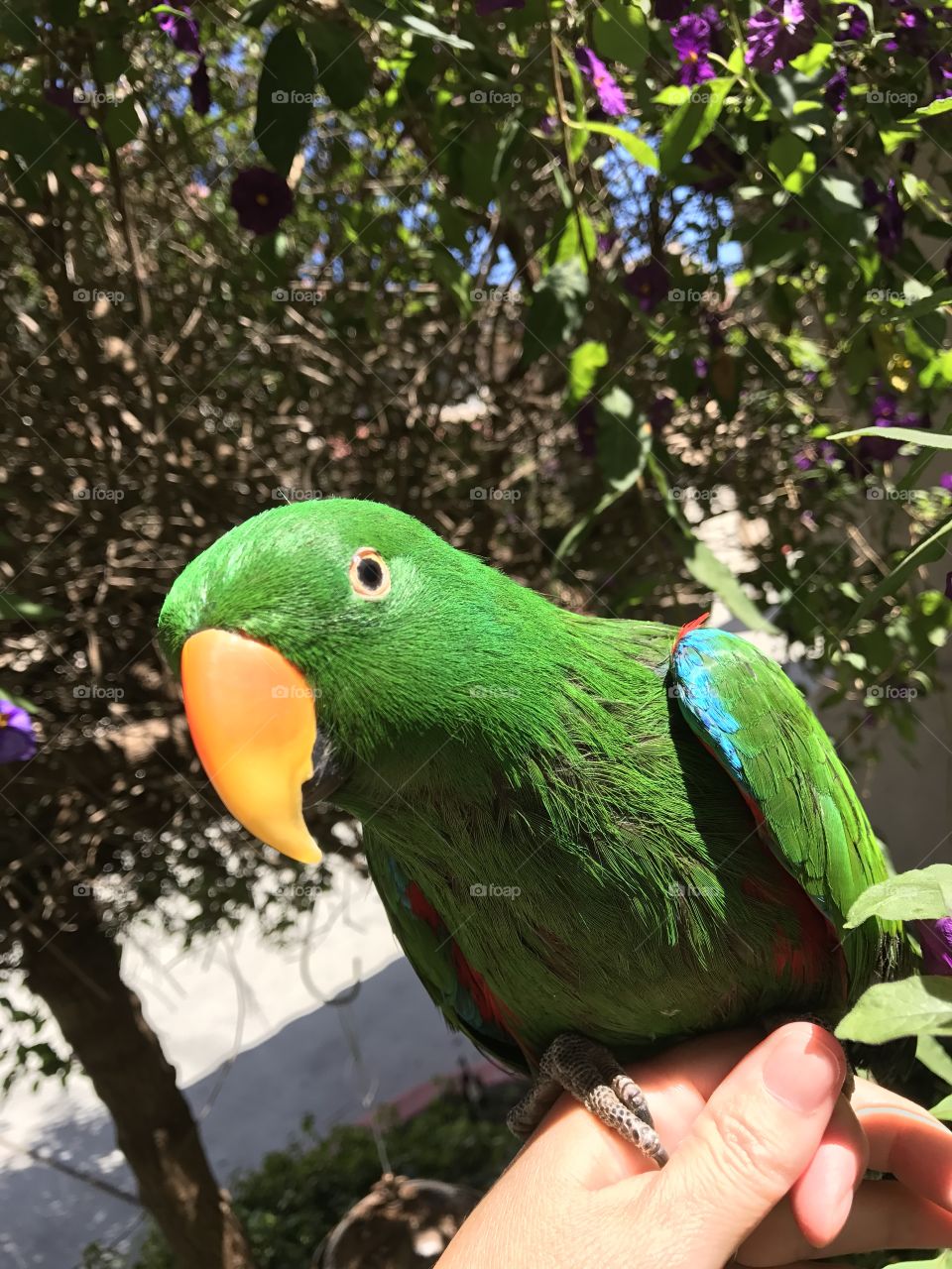 Parrot, Bird, Nature, Wildlife, Tropical