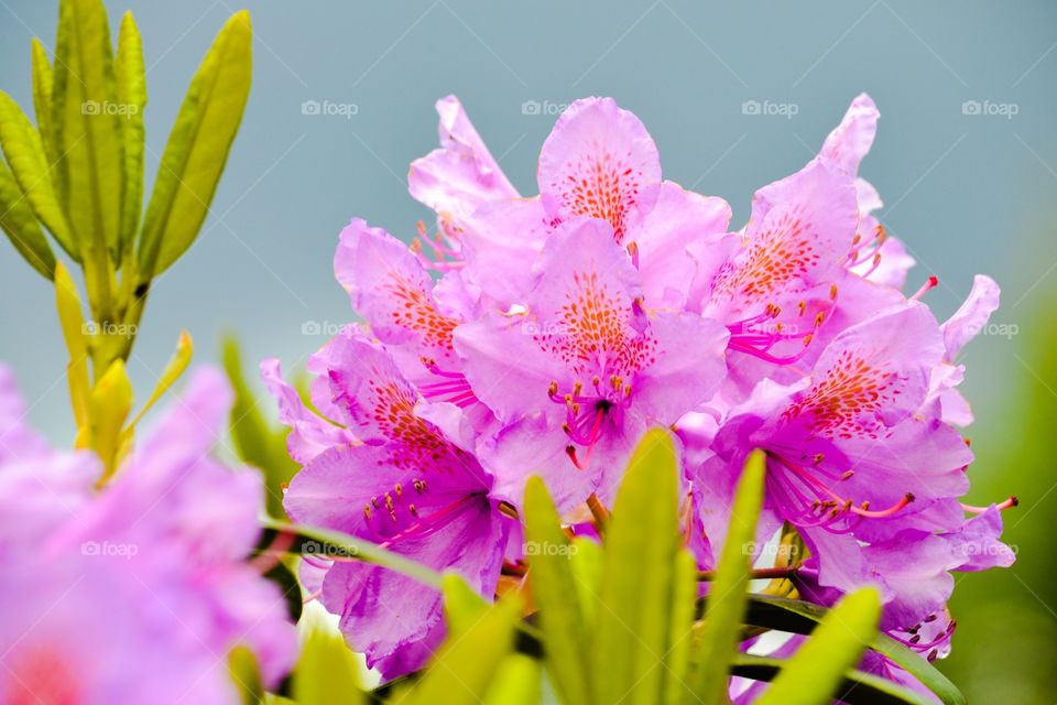 Blooming pink rhododendron