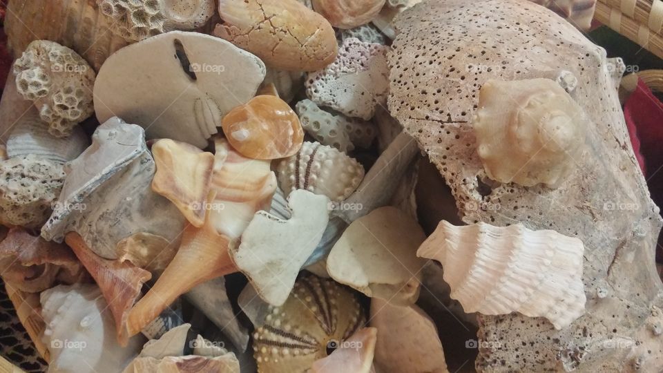 More shells
