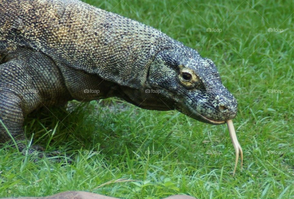 Komodo Dragon