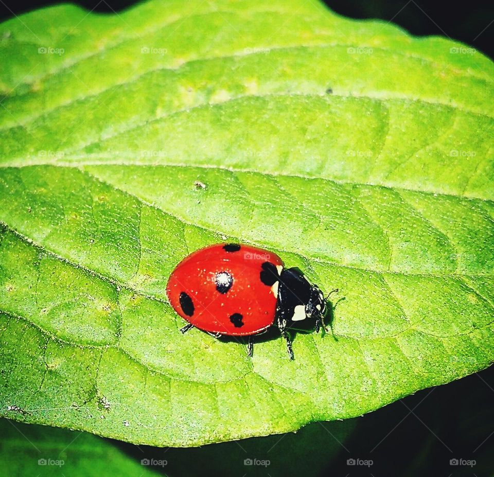 ladybug