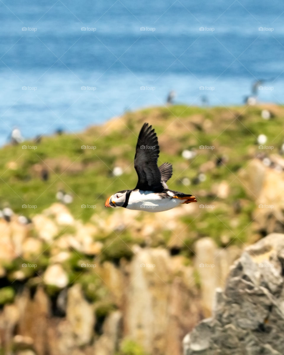 Beautiful Atlantic puffin mid flight, flying over a rocky seascape surrounded by water. 