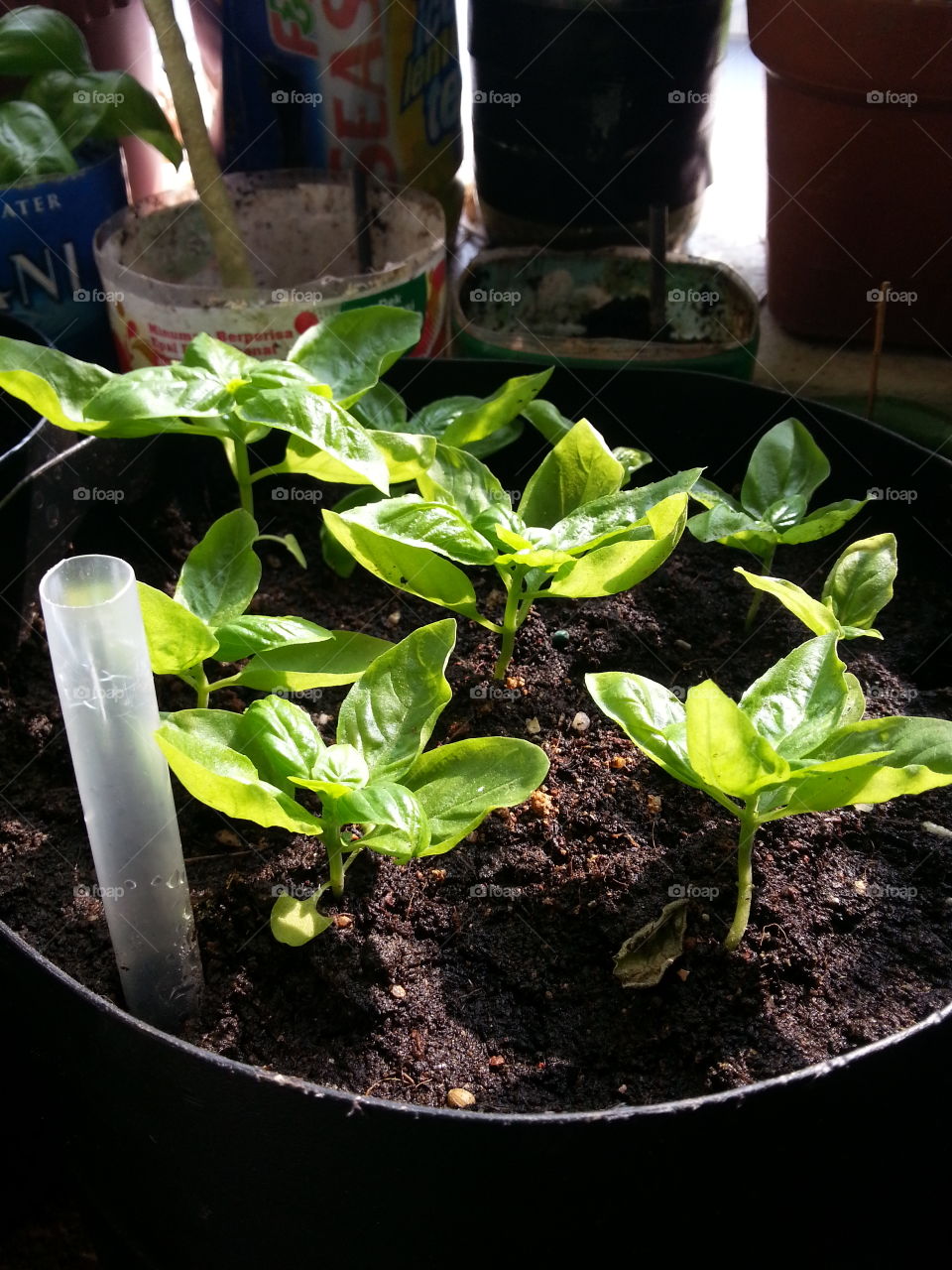 Growing Basil plants on reservoir potting