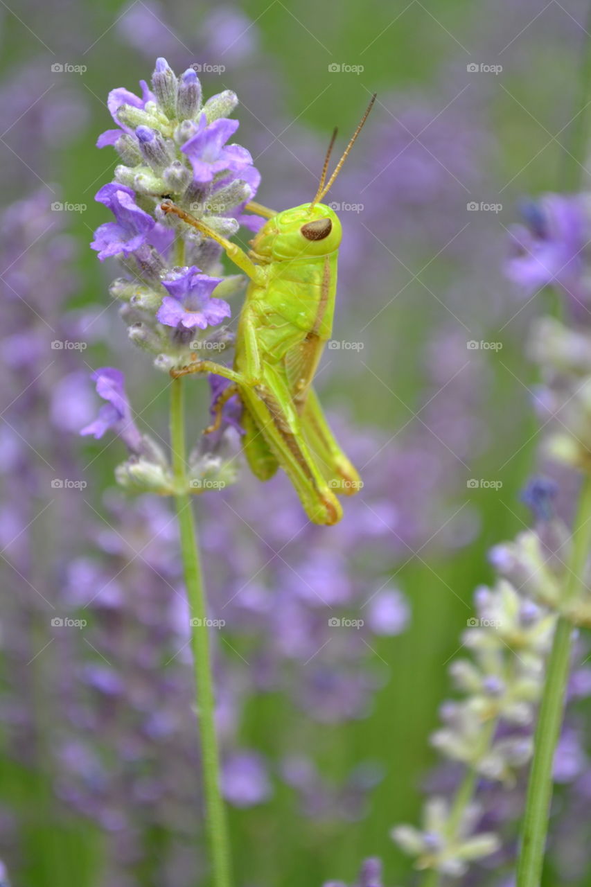 Grasshopper